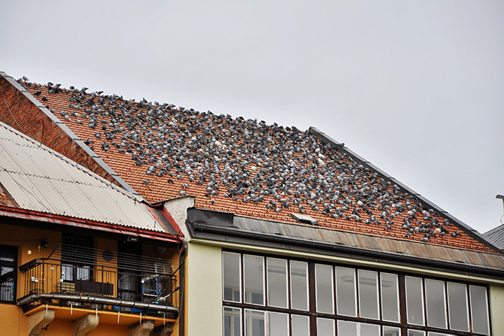 A2B Pest Control are able to install spikes to deter birds from roofs in Saffron Walden. 