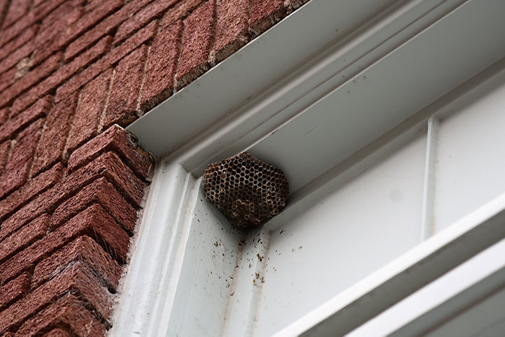 We provide a wasp nest removal service for domestic and commercial properties in Saffron Walden.